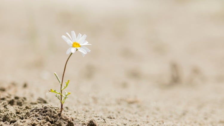 Resilience - Xây dựng sức bật tinh thần
